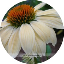 Fresh 200 Cream &amp; Sugar Echinacea X A Elegant Bloom Coneflower - £3.91 GBP