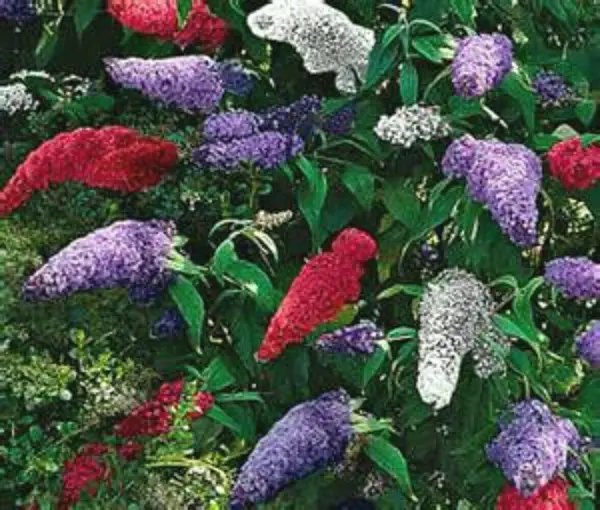 Fresh Multi Color Butterfly Bush Mix Jocad (150 Seeds) Garden - £15.70 GBP