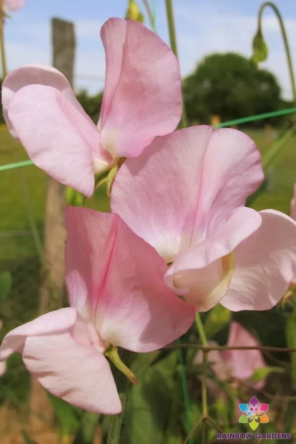 KS Prima Donna Sweet Pea Non Gmo Vegetable Garden Suppliers Planting 50 Seeds  - £9.09 GBP