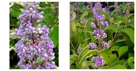 Cornutia grandiflora - Tropical Lilac - Scented Foliage - 4&quot; Pot - Live ... - $38.99
