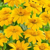 New Fresh Seeds Mexican Sunflower Tithonia Yellow Torch Heat Garden Flower Plant - £8.55 GBP