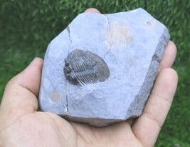 Item image 14