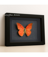 Orange Albatross Appias Nero Butterfly Framed Entomology Collectible Sha... - $52.99