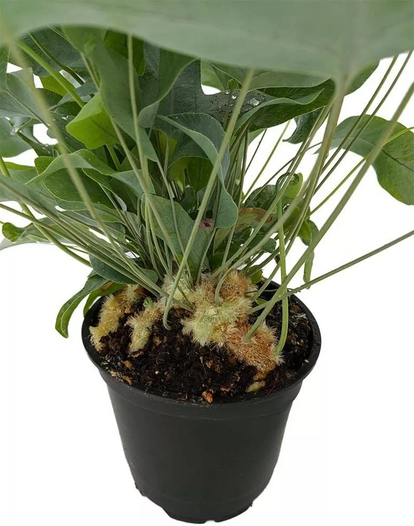 Live Plant 4&quot; Pot Phlebodium Blue Aureum Fern Star Vascular Easy To Grow... - $37.80