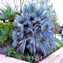 FG 5 Mexican Blue Hesper Fan Palm Tree Seeds Grey Goddess Tropical Cold Hardy! - £11.33 GBP