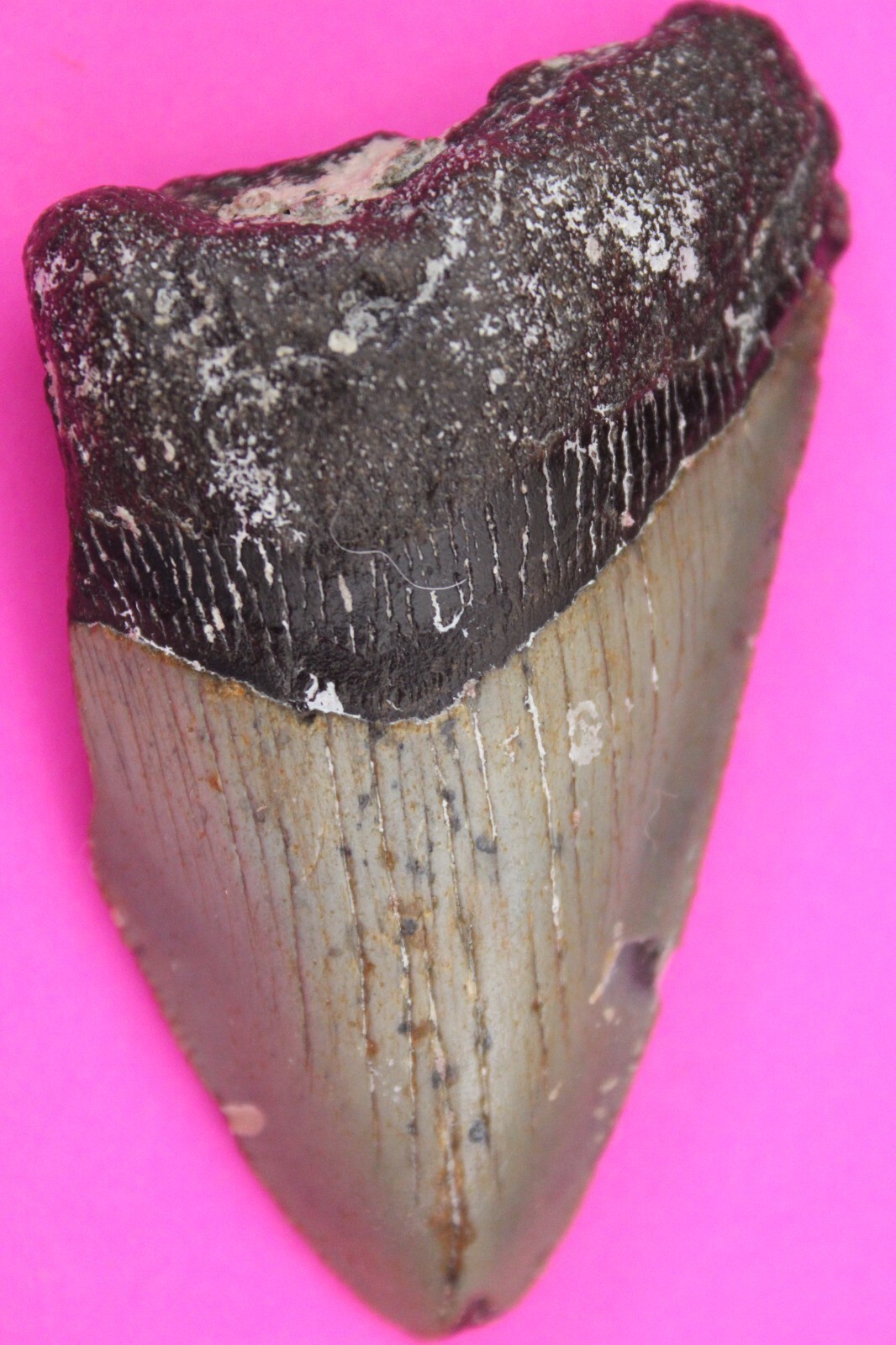 Authentic Megadolon Shark Tooth 2.73 Inches 49 Grams Fossil Dino Girl CO... - $81.99