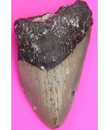 Authentic Megadolon Shark Tooth 2.73 Inches 49 Grams Fossil Dino Girl CO... - $113.45 CAD