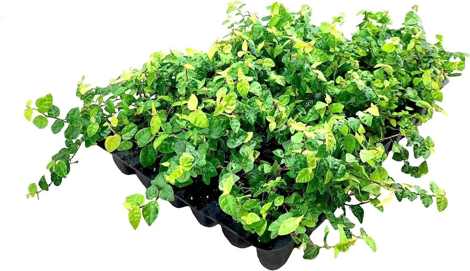 Creeping Fig Plant Ficus Pumila Climbing Vine 60 Live Fully Rooted Plants - £153.53 GBP