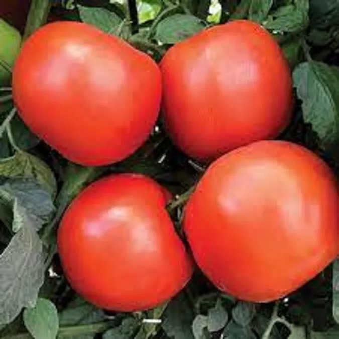 HGBO 50 Seeds Debut Tomato Juicy Tomatoe Vegetable Garden Edible Food Bulk Seeds - £6.87 GBP