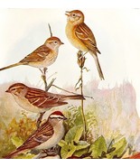 Field Chipping And Fox Sparrows 1936 Bird Lithograph Color Plate Print D... - $35.09 CAD