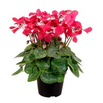 Cyclamen Seeds 15 Seeds Cyclamen Djix Red Super   - £19.53 GBP