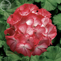 PWO Fresh Geranium &#39;Scarlet Star&#39; Perennial Flower Seeds, 10 Seeds, Scarlet-Red  - $3.44