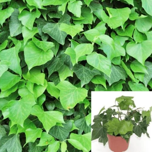 Ivy Algerian Ivy 4Inches Pot Hedera Canariensis Baltic Ivy Live Plant Ha... - $11.97