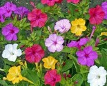 Four O’Clock Formula Mix Perennial Nongmo Pink Red Yellow White Flowers ... - $8.99