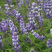 Arroyo Lupine 100 Seeds Organic, Beautiful Purple Flowers - £3.84 GBP