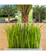 Phoenix Sylvestris Seedlings 10-100 Units Indian Silver Sugar Date Palm Tree - $16.76 - $157.09