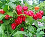 50 Seeds Red Caribbean Habenero Hot Pepper Seed Organic Vegetable Garden... - £7.20 GBP