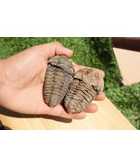 2 PCS Calymene Trilobites Flexicalymene Ordovician fossil trilobites A13 - $686.33 MXN