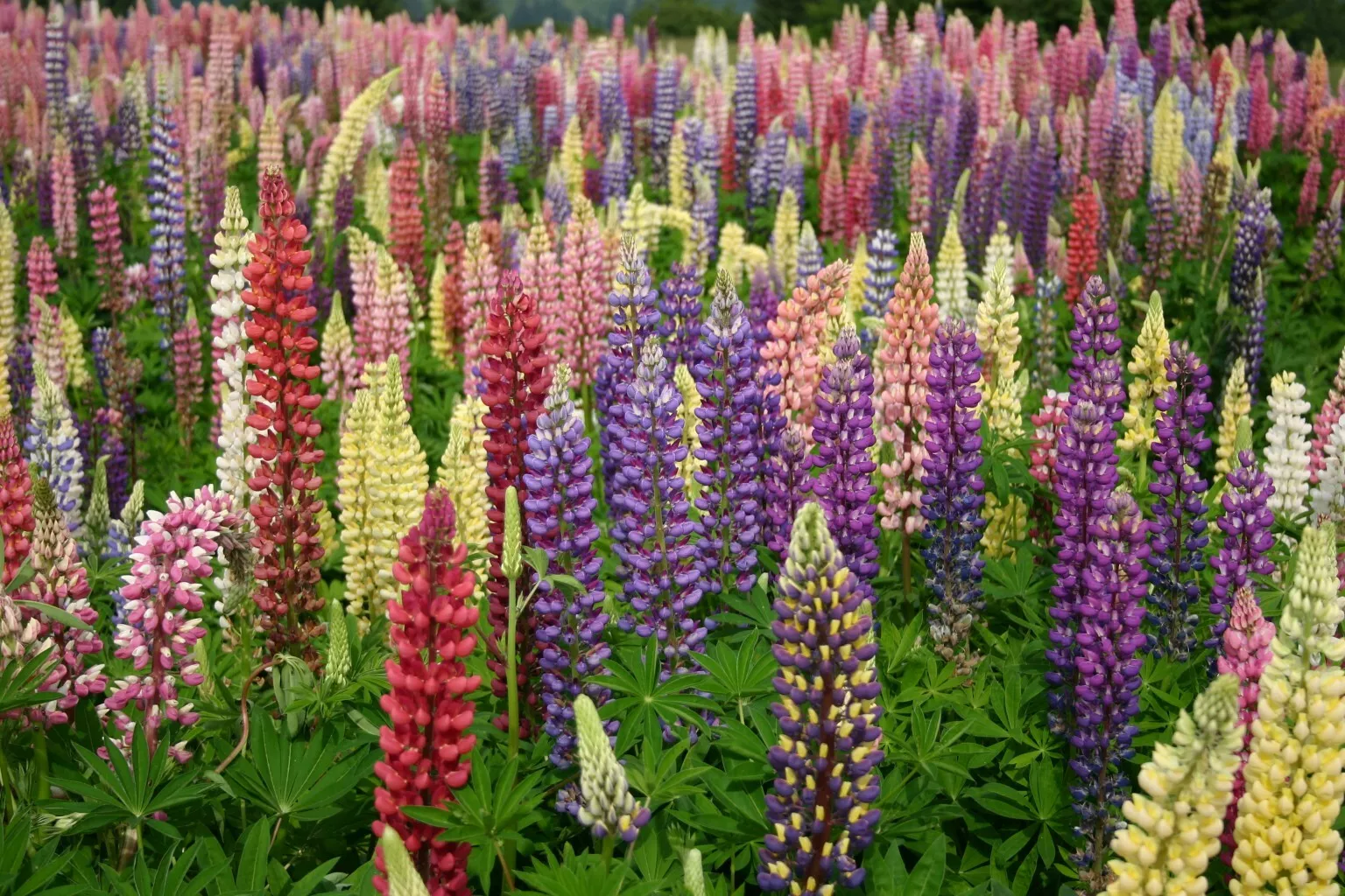Semilir 50 Russell Lupine Seeds Mixed Colors Lupinus Polyphy Vegetable S... - $183.79 MXN