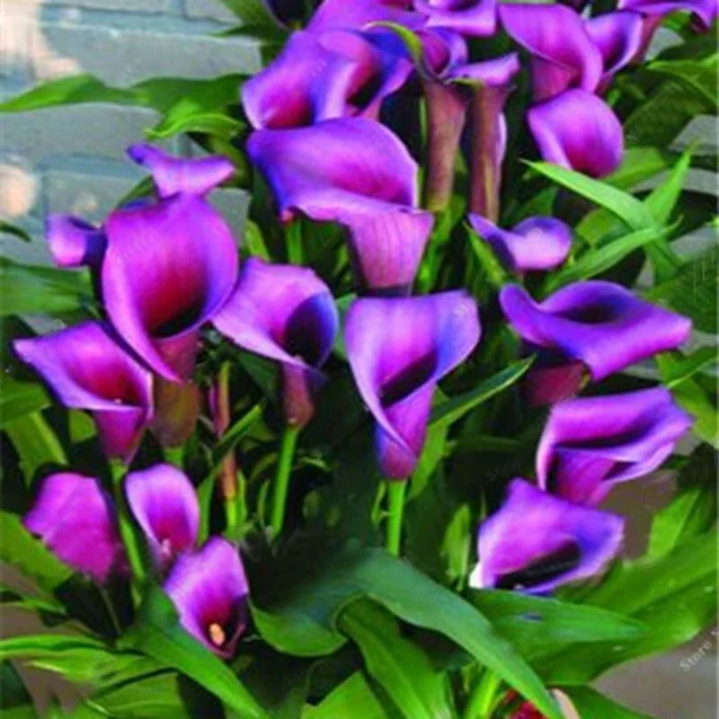 Egrow 50 Pcs Calla Lily Seeds Garden Balcony Potted Perennial Flower Seeds Bonsa - $19.49