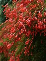 STARTER PLANT Firecracker Red Russelia Equisetiformis,Red Weeping Fountainbush - £31.46 GBP