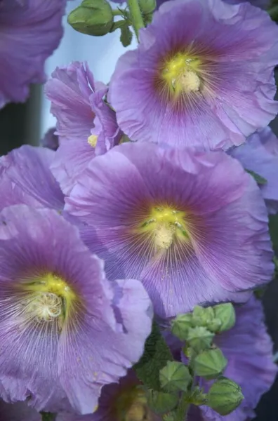 New Fresh 25 Purple Yellow Hollyhock Seeds Giant Flower Seed Flow - £10.65 GBP