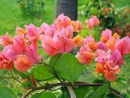 Well Rooted **AFTERGLOW** Bougainvillea starter/plug plant - Rare Bougainvillea - £23.97 GBP