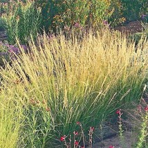 Fast Ship USA Seller 30 Sideoats Grama Grass Seeds Bouteloua Curtipendula - £8.34 GBP