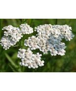 White Yarrow Perennial 200 Fresh Flower Seeds - £4.70 GBP