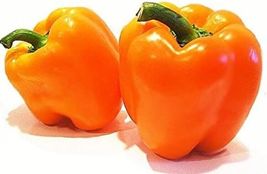 10 Seeds Pepper Dutchs Orange Ariene Hollow Rounded Square Shape With Four Lobes - £17.27 GBP