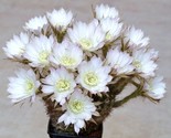 BRN Echinopsis Ancistrophora Cactus Plant Flowering Succulent Cacti Seed... - $19.62
