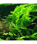 BUY 2 GET 1 FREE !!!!! APONOGETON ULVACEUS 1 BULB - Aquatic Live SUPER PRICE!!!! - $12.86