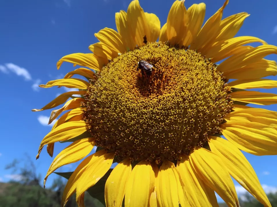 KS Mammoth Grey Stripe Sunflower Non Gmo Organic Planting 50 Seeds  - $9.89