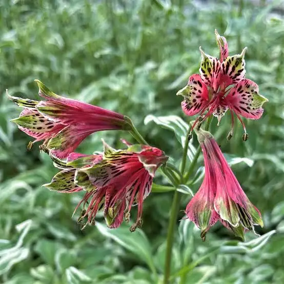 40 Alstroemeria Psittacina Tubers – Peruvian Parrot Lily, Hummingbird Fl... - $66.11 CAD