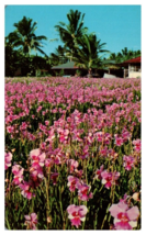 Vanda Orchids Hawaii Hawaii Postcard - £5.46 GBP
