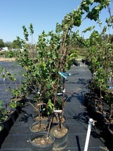 GOLD KIST APRICOT 4-6 FT TREE Healthy Fruit Trees Plant Sweet Juicy Apri... - £77.49 GBP