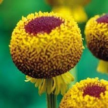 TH 50 + Helenium Autumn Lollipop Perennial Flower Seeds - £10.83 GBP