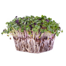 Ship From Us Colorful Radish Microgreens Seeds MIX- Blend ~8 Oz Seeds TM11 - £48.71 GBP
