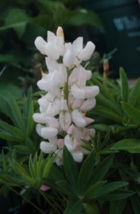 25 Pc Seeds Lupine Popsicle White Plant, Lupine Flower seeds for Planting | RK - $18.90