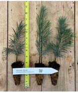 Cedrus deodara (deodar cedar, Himalayan cedar) - 6-12 inch potted seedlings - €18,01 EUR+