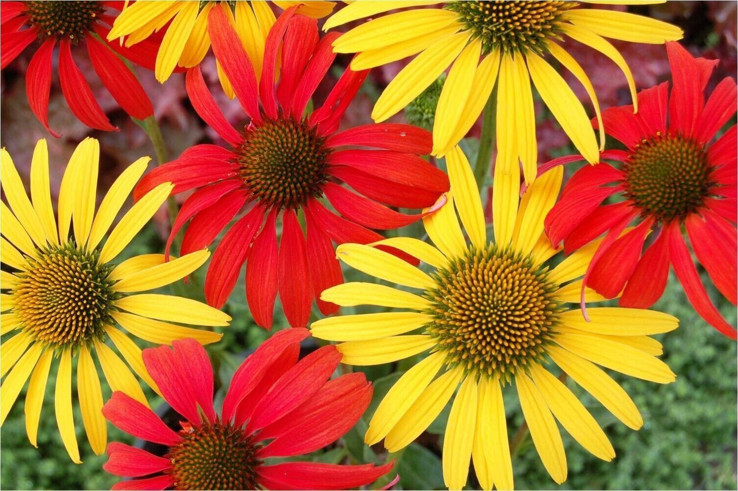 50 Tomato Mac Cheese Coneflower Seeds Echinacea Flower Perennial Flowers... - $9.98
