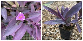 3 Purple Heart Cuttings Tradescantia pallida Plants Black Purple Wanderi... - $29.99