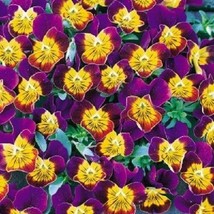 35 Bi Color Miniola Purple Heart Viola Flower Seeds Shade Perennial - £13.53 GBP