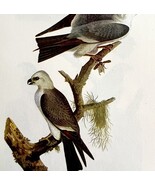 Mississippi Kite Bird Lithograph 1950 Audubon Antique Art Print DWP6C - $42.03 CAD
