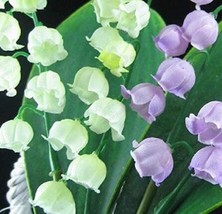 10 Seeds Lily Of The Valley Flowers Seeds Type 2 Fresh Seeds for Planting - £9.24 GBP