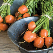 Carrot Parisian French Heirloom 300 Fresh Organic Seeds Non Gmo Usa - £7.67 GBP