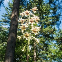 USA Seller Fresh Lily Seeds 20 Giant Himalayan Lily Largest Of All Lilies Cardio - $17.36