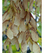 20 Ashleaf Maple Seeds Acer Negundo Fresh Seeds - $11.70
