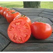 Fresh 50 Seeds Chancha Tomato Juicy Tomatoe Vegetable Edible Food Gardening USA  - $8.32