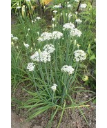 Garlic Chives 150- 10K  Seeds Microgreens drought tolerant herbs Onion - €1,86 EUR+